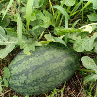 Price of Long An Watermelon in 2021